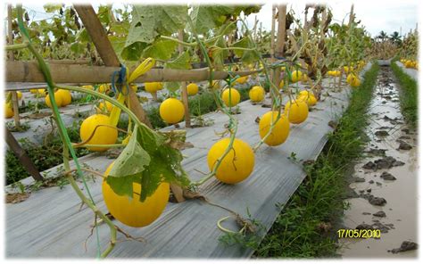 Kekurangan dan Kelemahan dari Budidaya Melon di Greenhouse