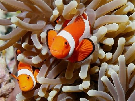 Kekurangan dan Kelemahan dari Budidaya Ikan Nemo