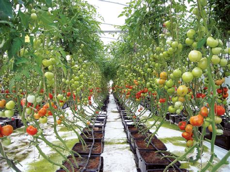 Kekurangan dan Kelemahan dari Budidaya Hidroponik Tomat