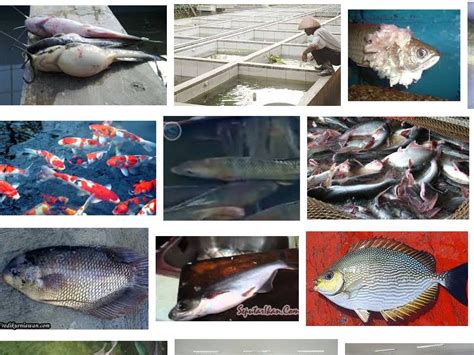 Pengendalian Hama dan Penyakit dalam Budidaya Ikan Akuarium